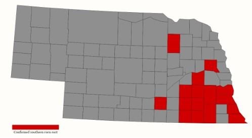 Corn Disease Update: Southern Rust Increasing; Diplodia New To Nebraska